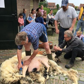 Schapen scheren op Kinderboerderij ‘t Weusthag op woensdag 16 mei