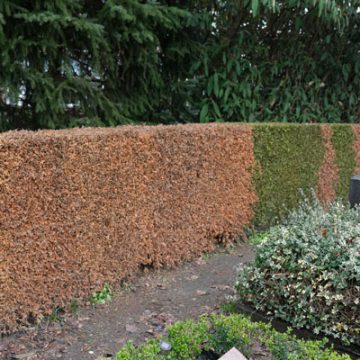 Het Hengelose groen heeft nog last van hete zomer