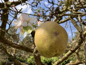 Bijzonder natuurfenomeen in Hengelo