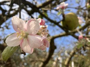 Bijzonder natuurfenomeen in Hengelo