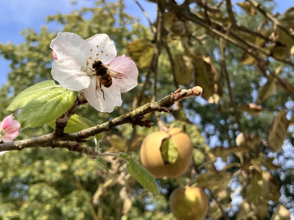 Bijzonder natuurfenomeen in Hengelo