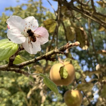 Bijzonder natuurfenomeen in Hengelo