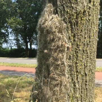 Gildebor helpt bij bestrijding van eikenprocessierups op ‘hotspots’