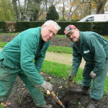 Driehonderd nieuwe rozen voor het Hengelose Prins Bernhardplantsoen
