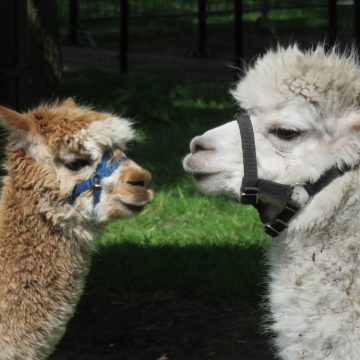 Nieuwe alpaca’s en een geboortegolf op Kinderboerderij ‘t Weusthag