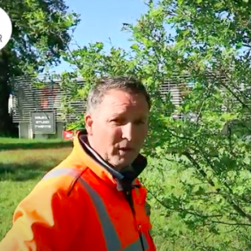 Monitoren bomen na behandeling met aaltjes