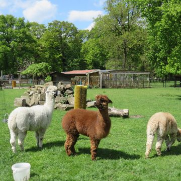 Kom langs bij de Kinderboerderij tijdens ‘WeustDag 2018’  op 10 juni