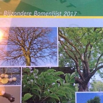Gildebor betrokken bij samenstellen van Bijzondere Bomenlijst gemeente Hengelo