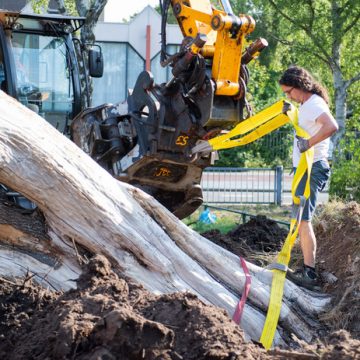 150 jaar oude eik verplaatst naar theaterterrein van Stork in Hengelo