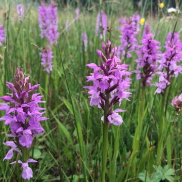 Gildebor voert speciaal maaibeheer voor Hengelose orchideeën