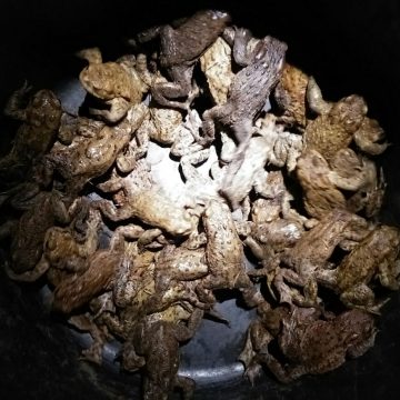Gildebor verleent steun aan werkgroep Paddentrek Hengelo