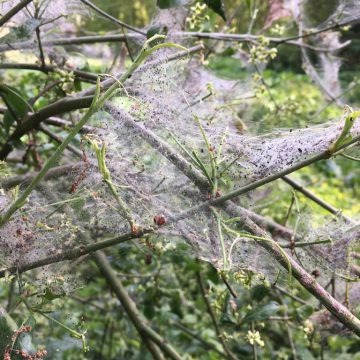 Spinselmotnesten niet melden bij Gildebor of gemeente