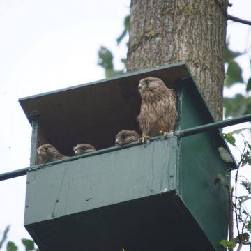 Broedsucces torenvalk in het Hengelose BeleefBos (Weusthagpark)