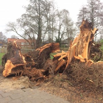 Overzicht van de stormschade & nieuwe kansen voor de natuur